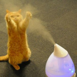 加湿器を愛する猫たち。おしゃれで猫にも安全な加湿器で冬の乾燥対策