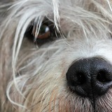 犬の目やにの色や量がいつもと違う！？病気のサインを見逃さない健康チェックと対処法