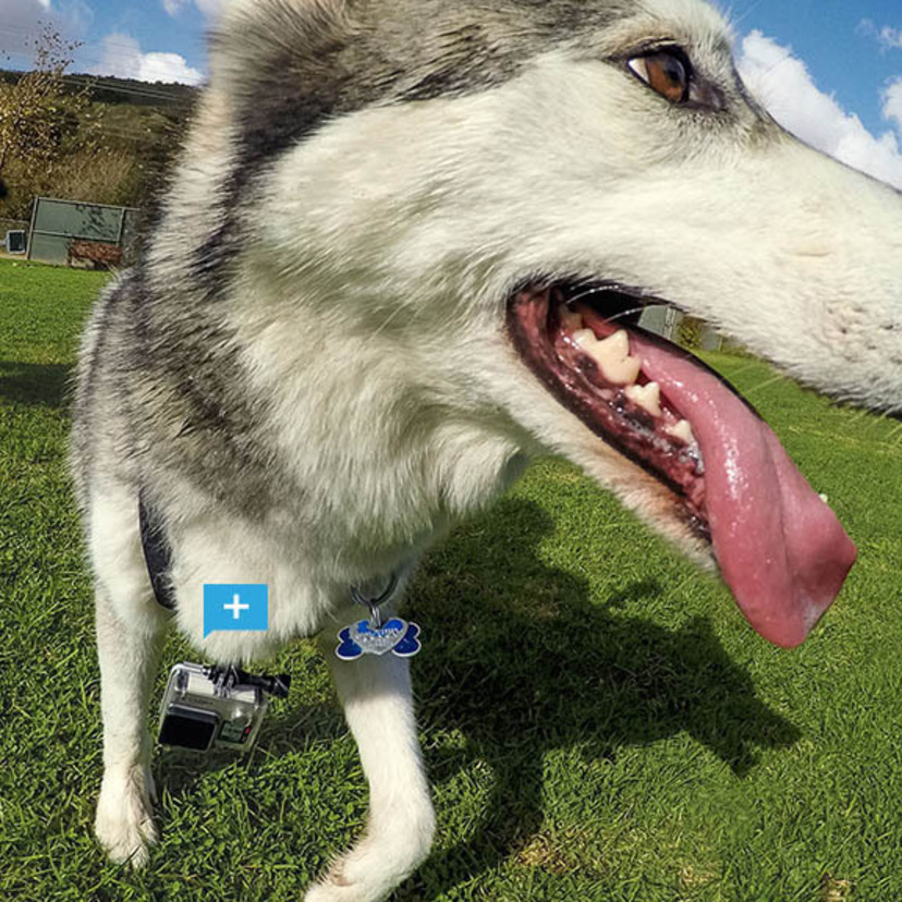 GoProで愛犬の世界を体験しよう！