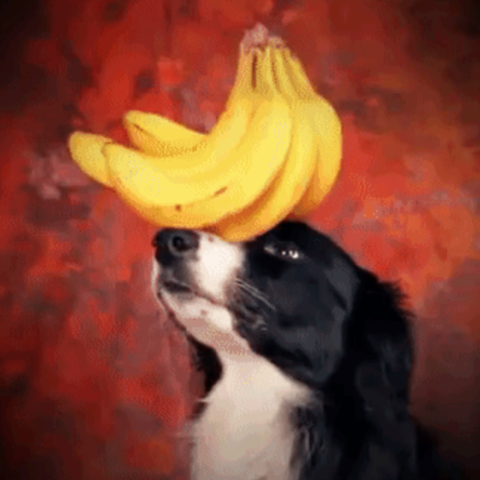 おもしろ動画 天才犬 ボーダーコリーのナナ 乗せ技集 Animo アニモ