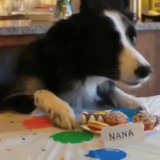 《おもしろ動画》天才ボーダーコリー犬・ナナのお誕生日会♪