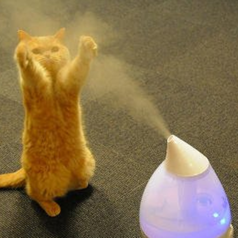 加湿器を愛する猫たち。おしゃれで猫にも安全な加湿器で冬の乾燥対策