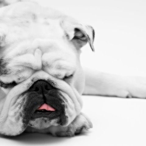 ブサカワ犬はいびきをかきやすい？犬のいびきに潜む病気や原因まとめ