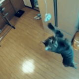《おもしろ動画》猫の跳躍力は体高の5倍以上？