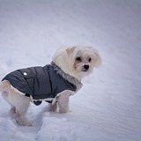 犬を寒さから守る！見落としがちな冷えのサインと寒さ嫌いの犬種まとめ
