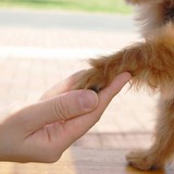【愛犬の健康のために】犬の予防接種と健康診断について