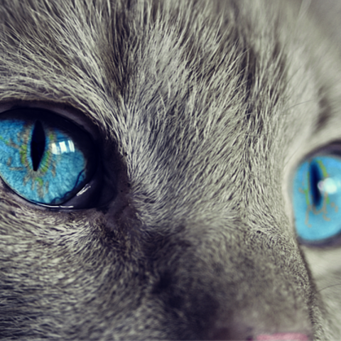 視力や目の異常など…意外と知らない猫の目の不思議　