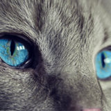 視力や目の異常など…意外と知らない猫の目の不思議　