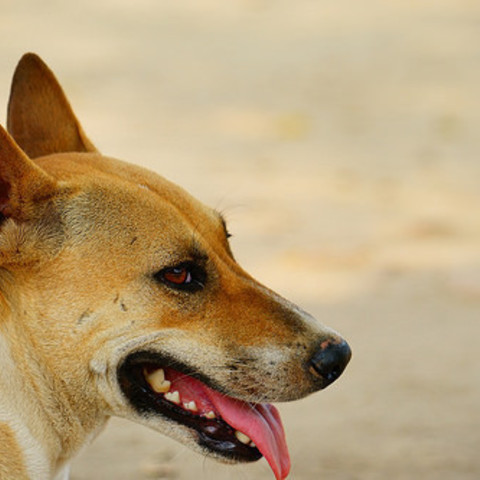 愛犬の舌の色 見てますか 下の色でわかる愛犬の健康状態のまとめ Animo アニモ