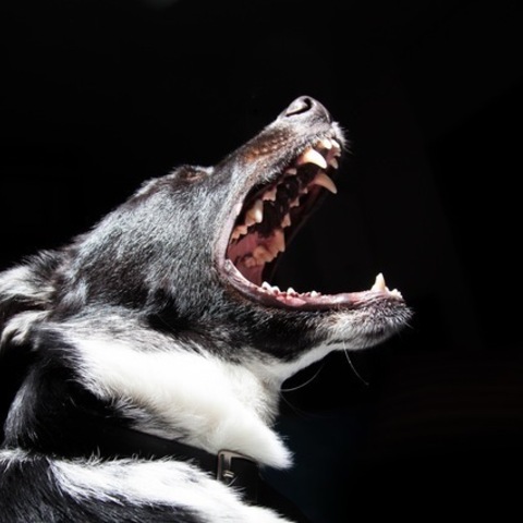犬だって歯が命！犬の歯が欠けた、折れた時の治療とその費用