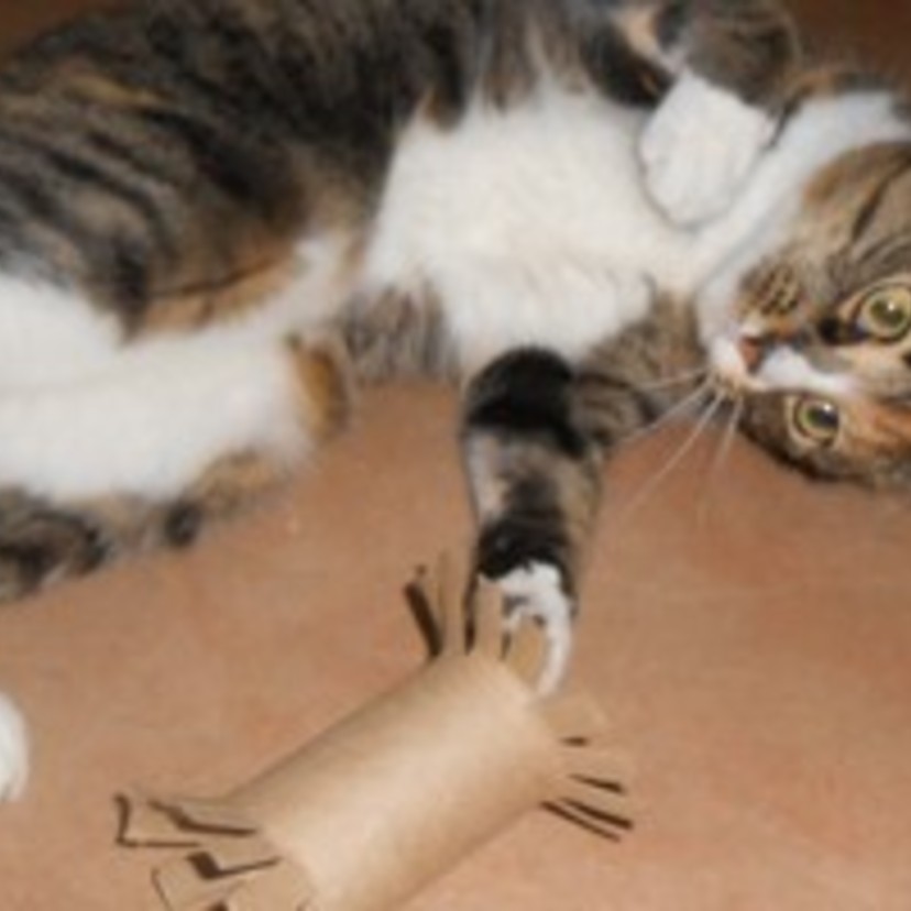 《DIY》トイレットペーパーの芯を使って！無料で作ろう猫用おもちゃの作り方✩