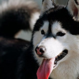 シベリアンハスキーってどんな犬？性格や特徴、飼育方法や気をつける病気について