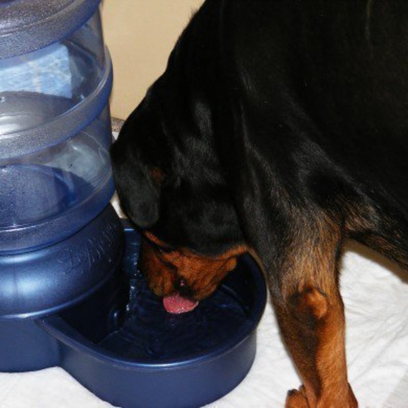 何かのサインかも？犬がいつもより水を欲しがる原因とは？