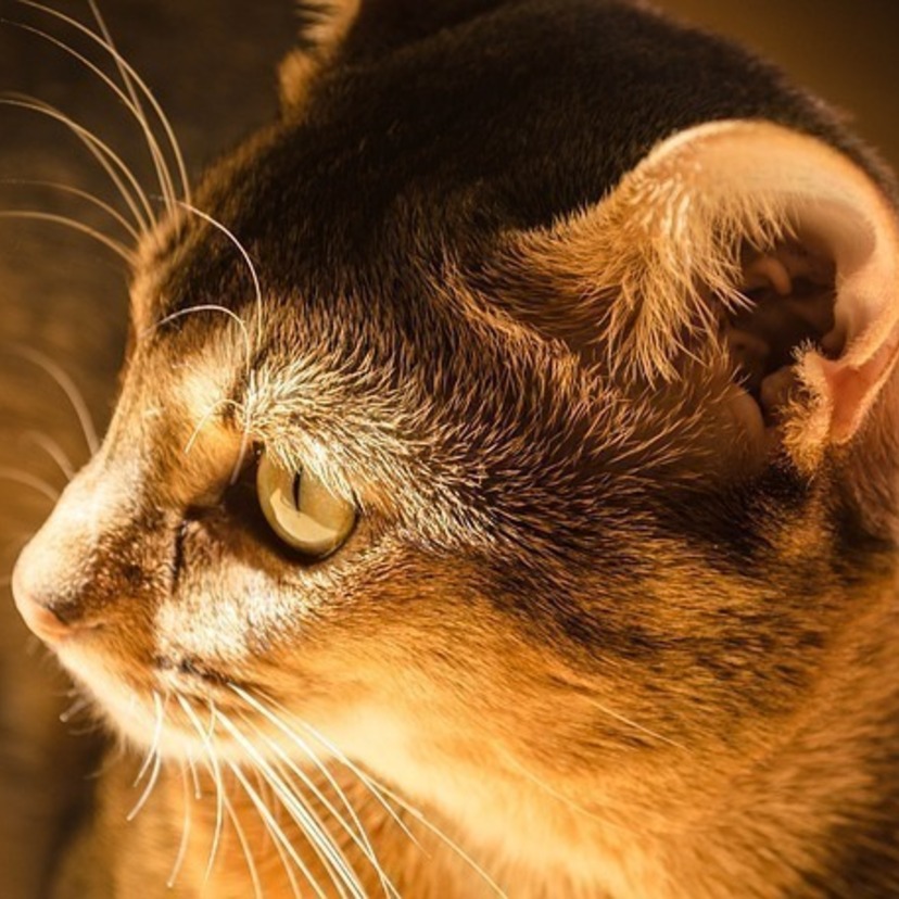 猫の耳ダニ、大丈夫ですか？症状から対処法まで徹底解明！