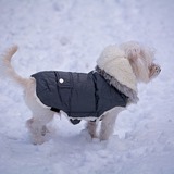 冬場は要注意！愛犬のしもやけの症状と治療法は？