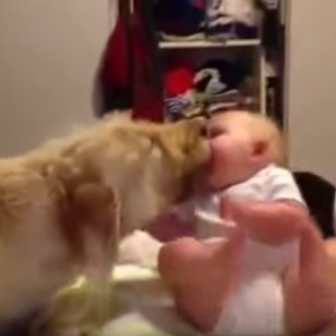 ペロペロ 大型犬に顔を舐められまくってコロンと転げる赤ちゃんが可愛すぎる笑 Animo アニモ