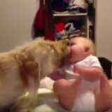 《ペロペロ》大型犬に顔を舐められまくってコロンと転げる赤ちゃんが可愛すぎる笑
