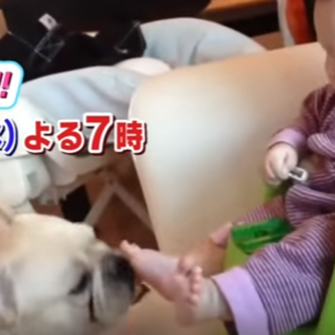 生き物にサンキュー 犬とネコはなぜか赤ちゃんに優しいspの動画がかわいい Animo アニモ