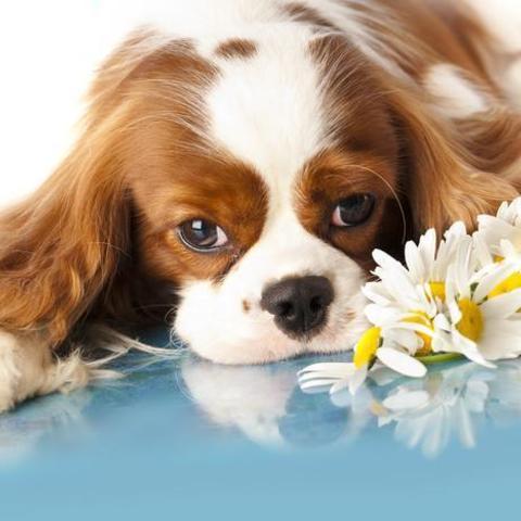 愛らしい 小型犬の人気ランキング10選 Animo アニモ