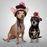 犬用の帽子があるのって知ってた？今、話題の帽子アイテム！