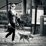 老犬になっても散歩は行うべき？どんなことに注意すればいいの？