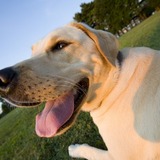 幸せな余生のために…老犬の介護支援サービスはどんなものがある？