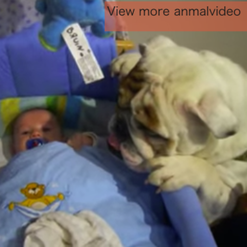 子守犬 赤ちゃんが大好きなブルドッグの顔がデカい 笑 Animo アニモ