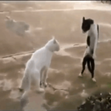 《世界仰天映像》世界のおもしろ猫決定戦動画♪