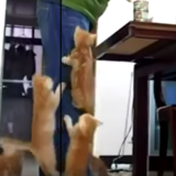 《ファニーキャット》世界のおもしろ猫たちの饗宴♪