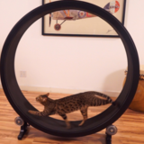 まるでハムスター！　猫用ルームランナー Exercise Wheel