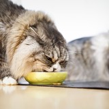 肥満猫は病気のリスクが高い？飼い主だけができる愛猫のダイエット