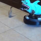 《ファニーキャット》ルンバに乗って回遊する猫サメ♪