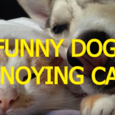 《ファニードッグ＆キャット》微笑ましい犬と猫のふれあい動画♪