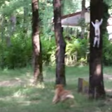 《木登り》犬から逃げて木に登る猫がすごい♪