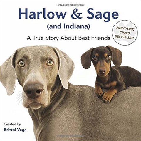 ３匹の犬達とアートな毎日を拝見！インスタグラム「harlowandsage」