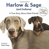 ３匹の犬達とアートな毎日を拝見！インスタグラム「harlowandsage」
