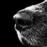 犬の優れた嗅覚――においに４Dのある世界