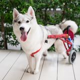 手足を持たずに生まれたハスキー犬が世界で一番幸せな車椅子犬に！