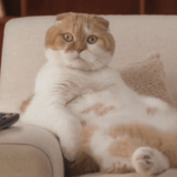 《おもしろ動画》日本eリモデルのＣＭのまったり和み猫♪