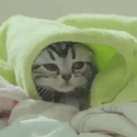 《おもしろCM動画》カルカンCMの「ママ」を連呼する子猫がかわいい♪