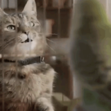 《おもしろCM動画》アメリカのFreeviewのCMの猫とインコのミュージカル♪