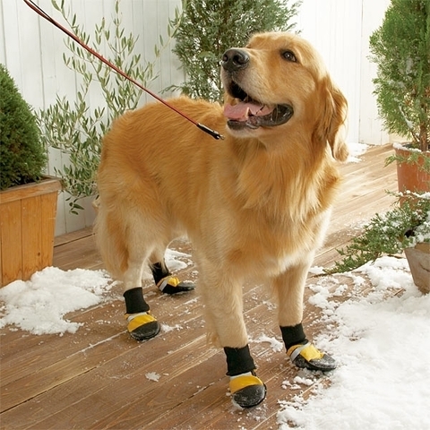 犬の足もきちんと守るべき？犬用の「靴」で安全対策、防寒対策！