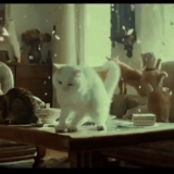 《おもしろ動画》YKK APのCM「お留守番」篇の猫たちがはしゃぎっぷりが凄い♪