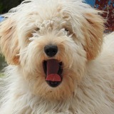 愛犬のあくびはストレスが原因！？頻繁なあくびは病気の可能性も！	