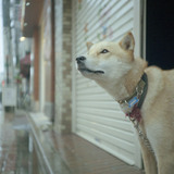 愛犬との雨の日の散歩を楽しく！注意点と便利グッズを紹介します