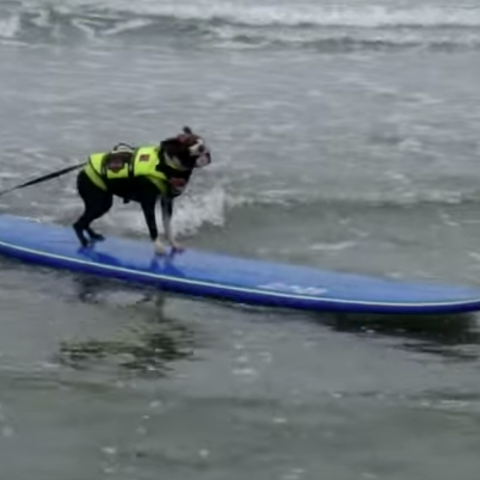 おもしろ動画 サーフィン犬だらけの海がすごい Animo アニモ