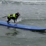 《おもしろ動画》サーフィン犬だらけの海がすごい♪