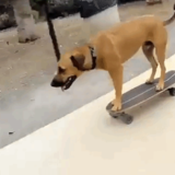 《おもしろ動画》小さいスケボーで上手に滑る犬♪