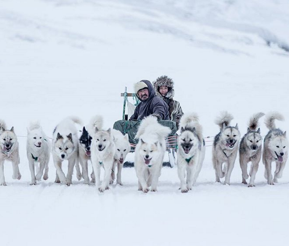 一度は体験したい 冬の大地の移動手段だった犬ぞりの魅力と歴史 Animo アニモ