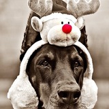 クリスマスまで待てない♪Instagram～犬と過ごすクリスマス～